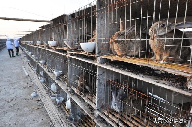 散养野兔用什么围栏 ，农村致富项目