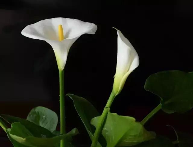 哪个属相旺兔发财,大属相有哪些