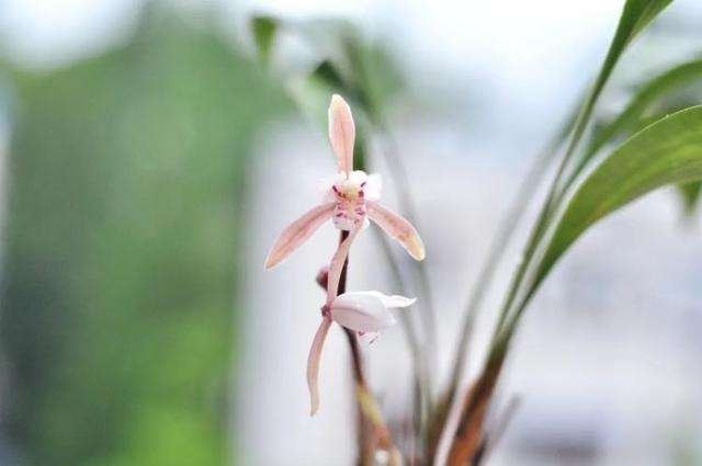 属兔的跟十二生肖里边哪一个最配，生肖兔和兔相配吗