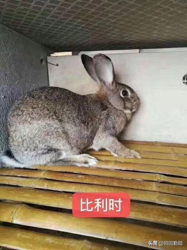 我想学养兔技术，养兔的 *** 和技巧