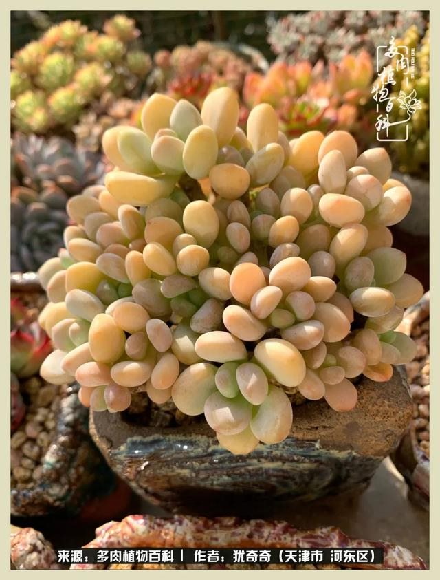 呗呗兔的土豪闺蜜是谁，呗呗兔和兔小六的关系