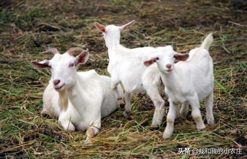 羊一次配多长时间，羊一般多长时间出栏