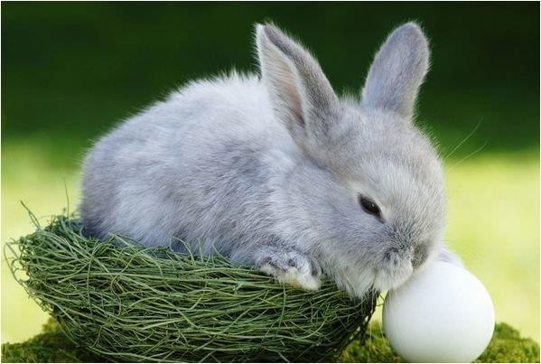 975年属兔多大了,87属兔二次婚姻在几岁"