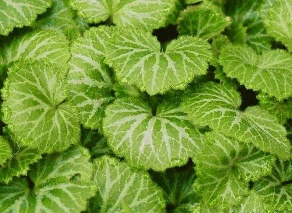 属兔的跟十二生肖里边哪一个最配，生肖兔和兔相配吗