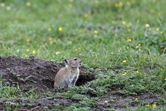 鼠兔生个鼠宝宝怎样，属兔的父母生鼠宝宝好吗