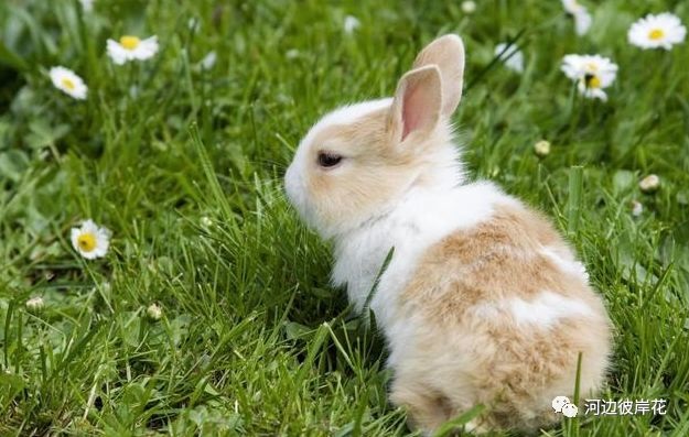 3年男和87年女属兔的婚姻,1983年和1987年婚姻五行"