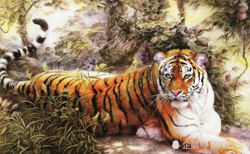 属兔的跟属虎的,属虎男98和属兔女99