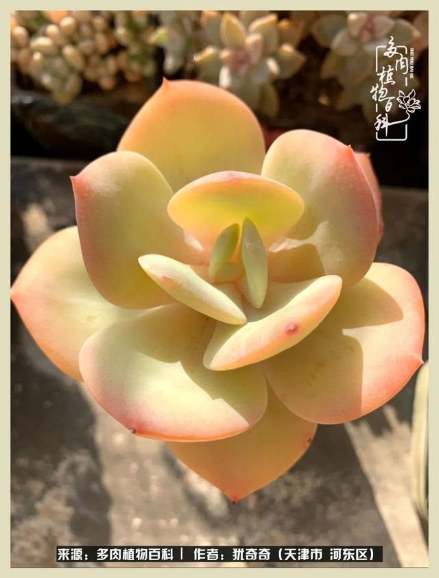 呗呗兔的土豪闺蜜是谁，呗呗兔和兔小六的关系