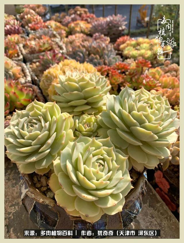 呗呗兔的土豪闺蜜是谁，呗呗兔和兔小六的关系