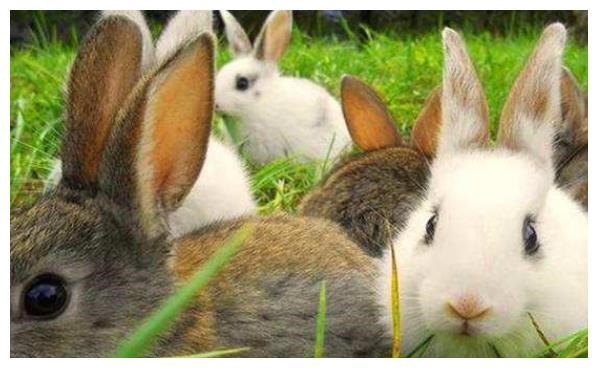 属兔是哪年出生，属兔和什么属相最配