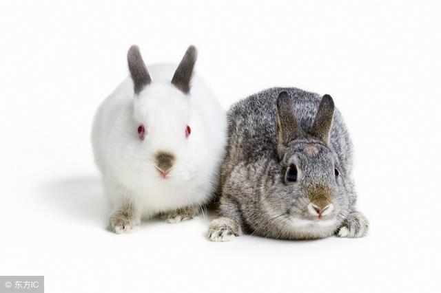 属兔的人几月份出生的人命运好，属兔几点出生更好