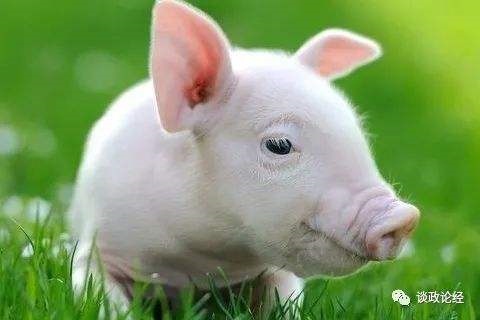 022年83年猪的运势，1983属猪的40岁有一难"