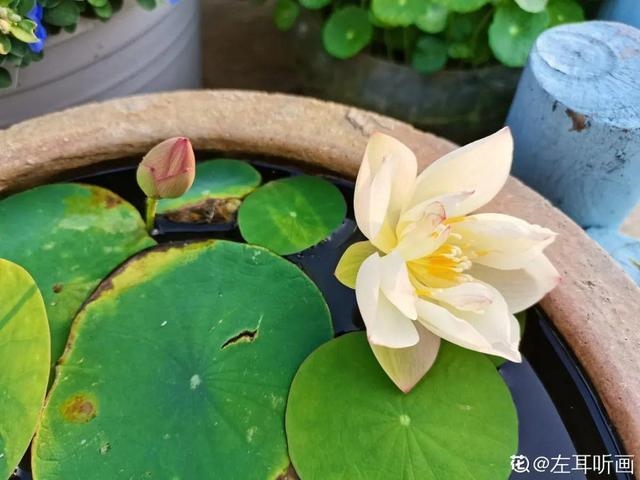 最有富贵命的五大生肖，五大更具富贵命生肖