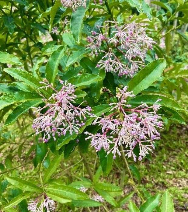 属兔的跟十二生肖里边哪一个最配，生肖兔和兔相配吗