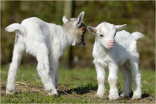 属羊人一生最克谁，79年柱羊刃终身的三大坎