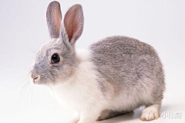 0后属兔的今年多少岁，2022