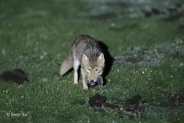 鼠兔生个鼠宝宝怎样，属兔的父母生鼠宝宝好吗