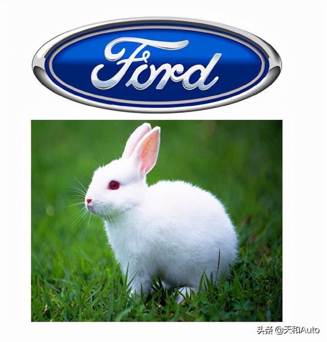 属兔适合开什么品牌车，现在适合开什么实体店