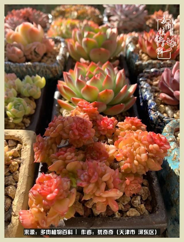 呗呗兔的土豪闺蜜是谁，呗呗兔和兔小六的关系