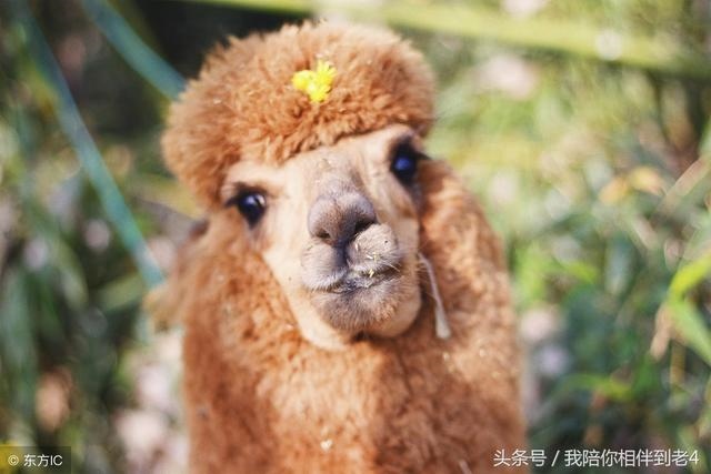 022年属龙人的全年幸运色,2022年属狗的幸运色"