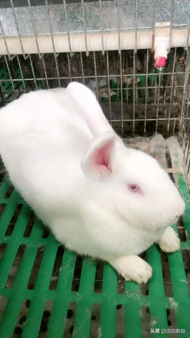 我想学养兔技术，养兔的 *** 和技巧