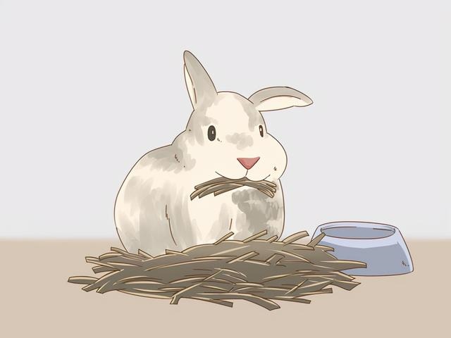 判断兔子的年龄，兔子标准体重与年龄表