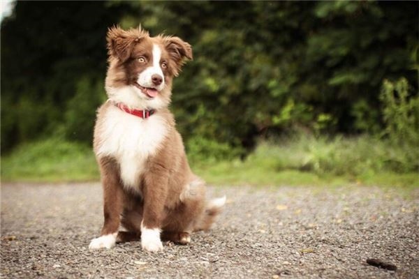 九八年多少岁属什么，九八年属什么今年多大