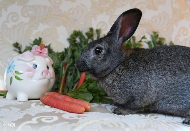 987年9月属兔是什么命运,1988年女属龙的人婚配"