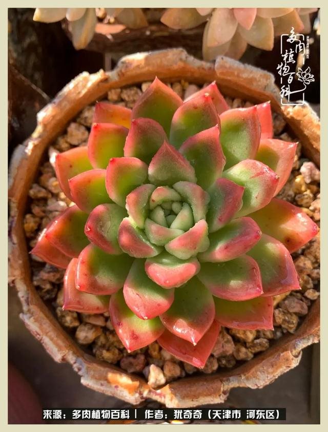 呗呗兔的土豪闺蜜是谁，呗呗兔和兔小六的关系