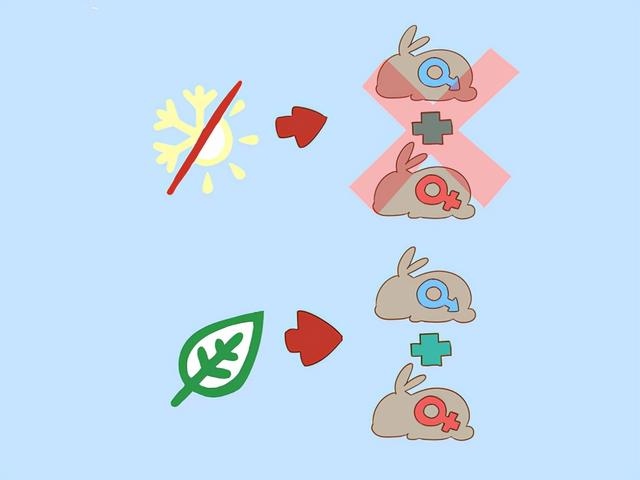 判断兔子的年龄，兔子标准体重与年龄表