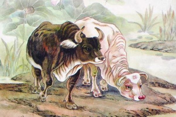 022年属牛和什么属相合，2022