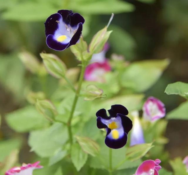 属兔的跟十二生肖里边哪一个最配，生肖兔和兔相配吗