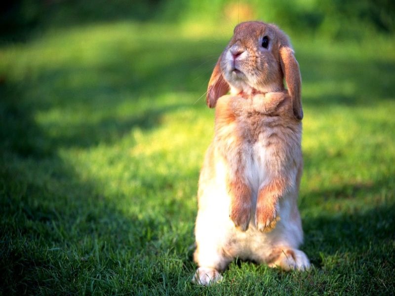 兔子会不会睡觉，兔子白天会睡觉吗