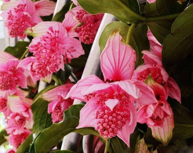 桃花旺旺是什么意思，植发是什么意思