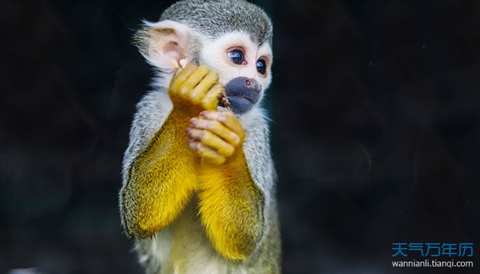 022年猴人的全年运势如何，2022年属猴人的全年运势女性"