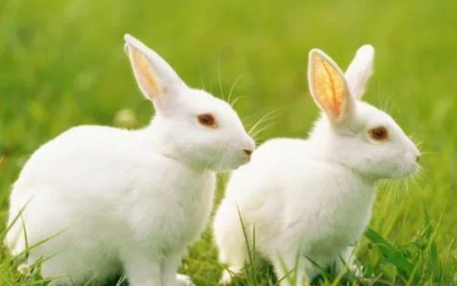 属兔什么时辰出生更好命运，2011年属兔几点出生更好