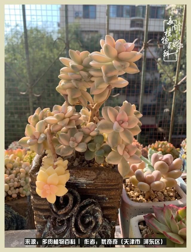 呗呗兔的土豪闺蜜是谁，呗呗兔和兔小六的关系