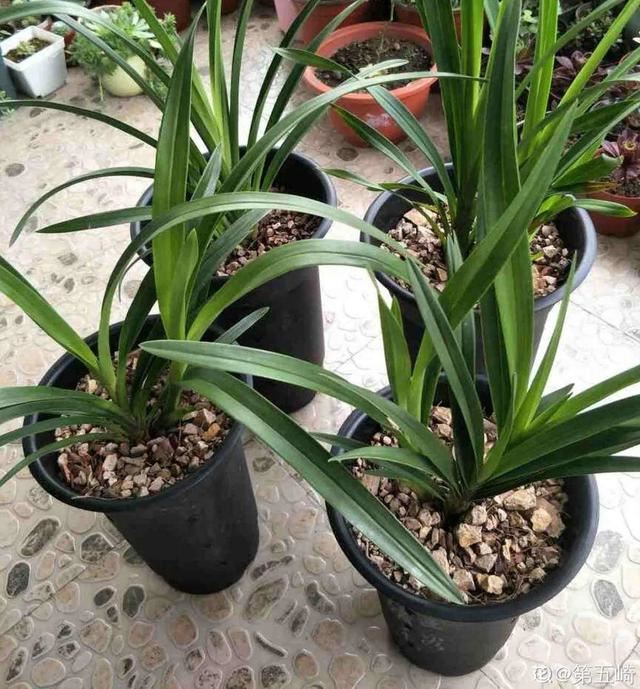 最有富贵命的五大生肖，五大更具富贵命生肖