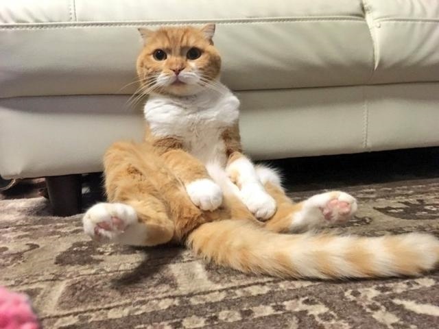 生肖表年龄对照，十二生肖年龄查询