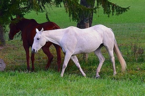 属马43岁要注意什么，属马的4243岁有劫数