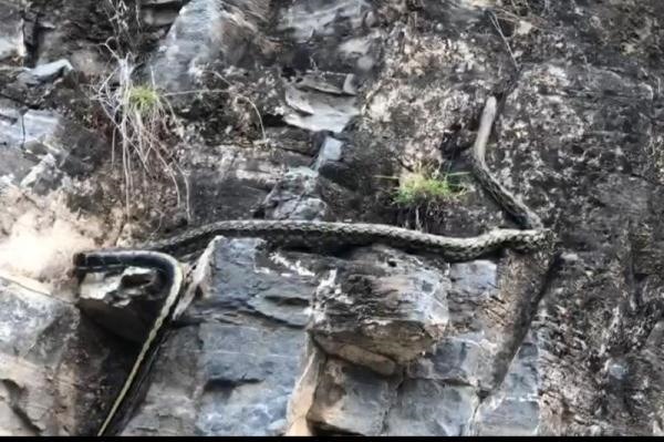 属蛇的命里缺什么，火命和土命相配吗