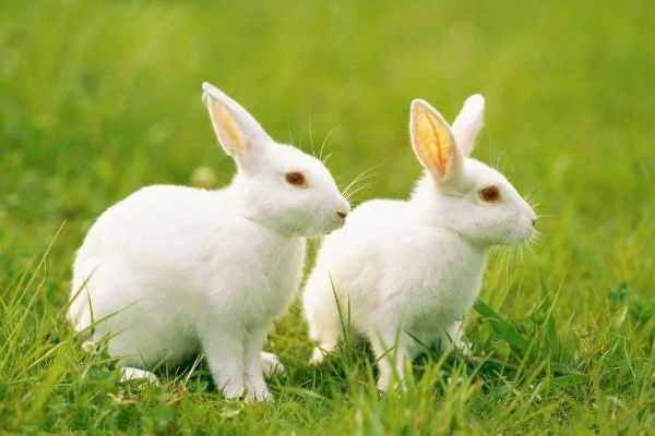 属兔相生相克的生肖，兔跟进是什么生肖