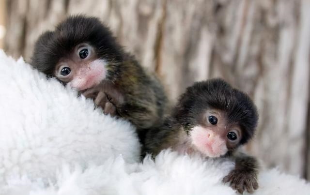 猴一岁相当于人多少岁，属猴的人今年更大多少岁