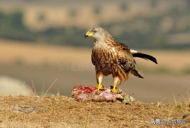 散养野兔用什么围栏 ，农村致富项目