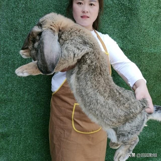 我想学养兔技术，养兔的 *** 和技巧
