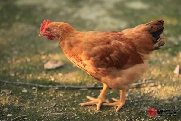 3年属鸡的为什么晚婚，93年属鸡的婚姻"