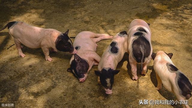 羊一次配多长时间，羊一般多长时间出栏