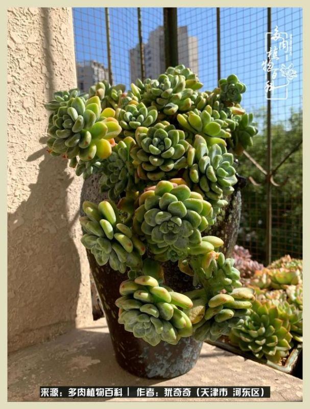 呗呗兔的土豪闺蜜是谁，呗呗兔和兔小六的关系