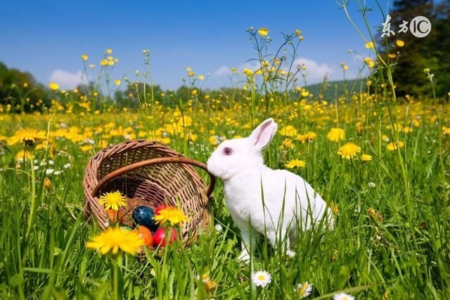 987年属兔一生婚姻如何，82属狗一生有几次婚姻"