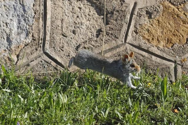 鼠兔生个鼠宝宝怎样，属兔的父母生鼠宝宝好吗